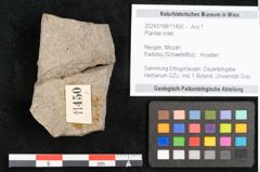 Foto (Objekt + Etikett) von Plantae indet.  (NHMW-GEO-2024-0188-11450)